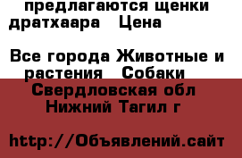 предлагаются щенки дратхаара › Цена ­ 20 000 - Все города Животные и растения » Собаки   . Свердловская обл.,Нижний Тагил г.